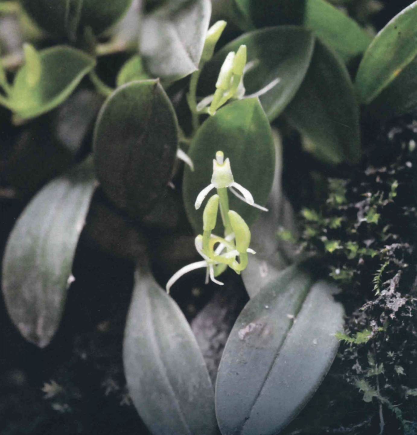  p>小羊耳蒜(学名: i>liparis fargesii /i> finet)是 a target="