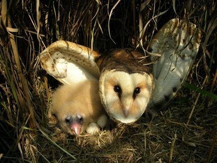  p>草鸮(学名: i>tyto longimembris /i>)是中等体型的 a target="