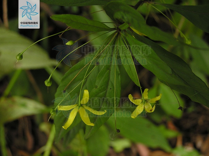  p>长柄过路黄(lysimachia esquirolii bonati),茎直立或膝曲直立,高