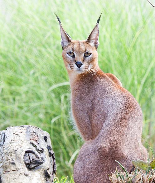  p data-id="gncqa92knw">狞猫(拉丁学名: i>caracal caracal /i>)