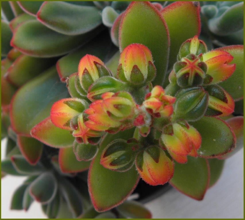 p>锦晃星(echeveria pulvinata),是一种 a target="_blank" href="