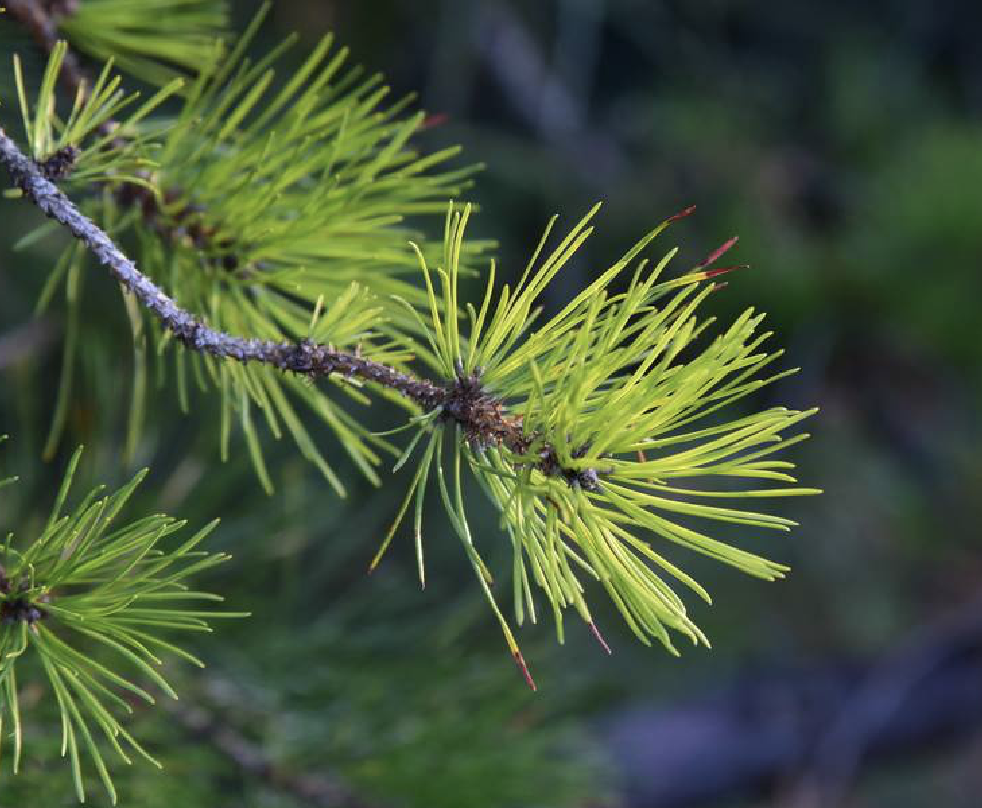  p>刚松(学名: i>pinus rigida /i> mill.