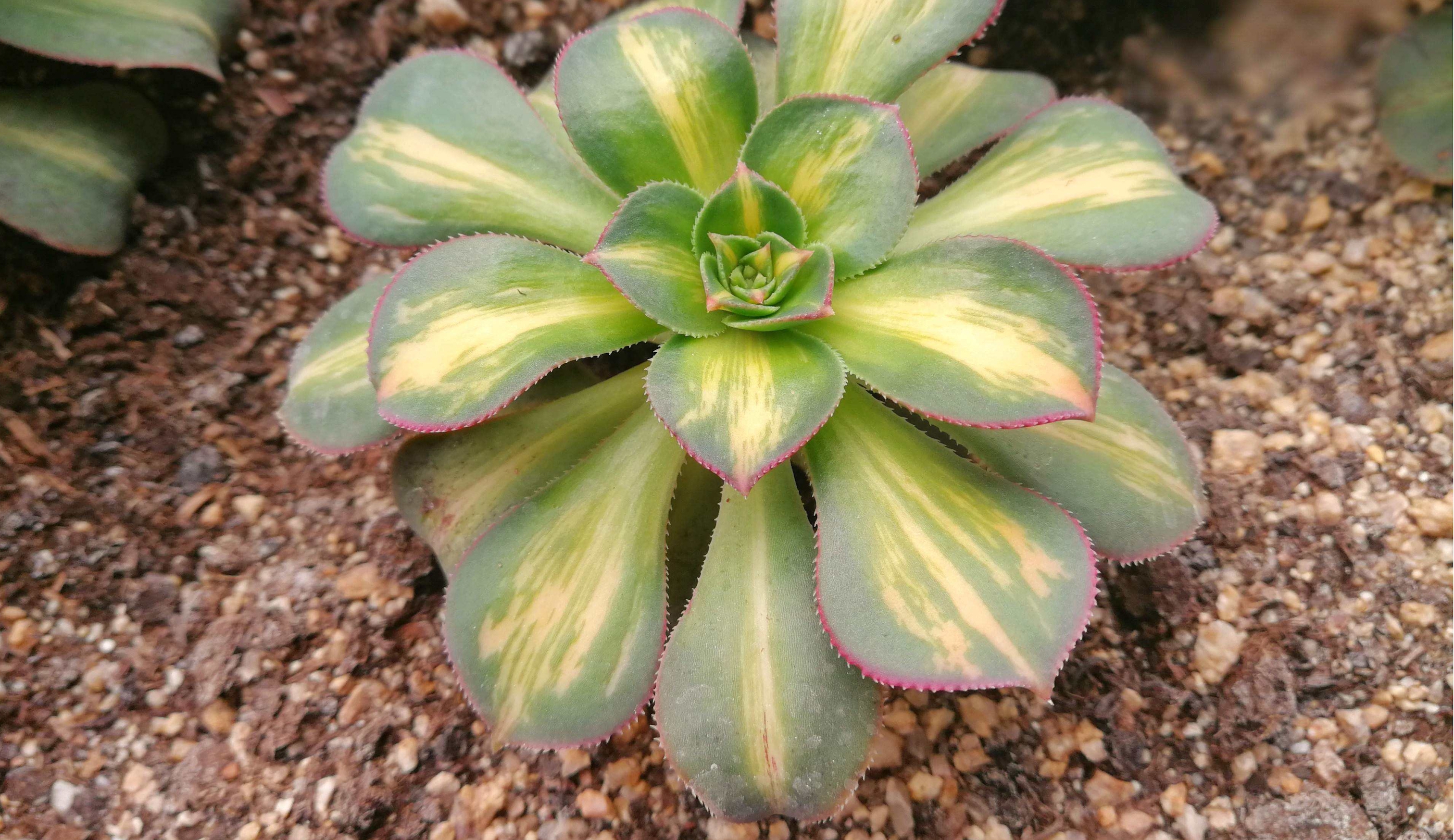 中斑莲花掌