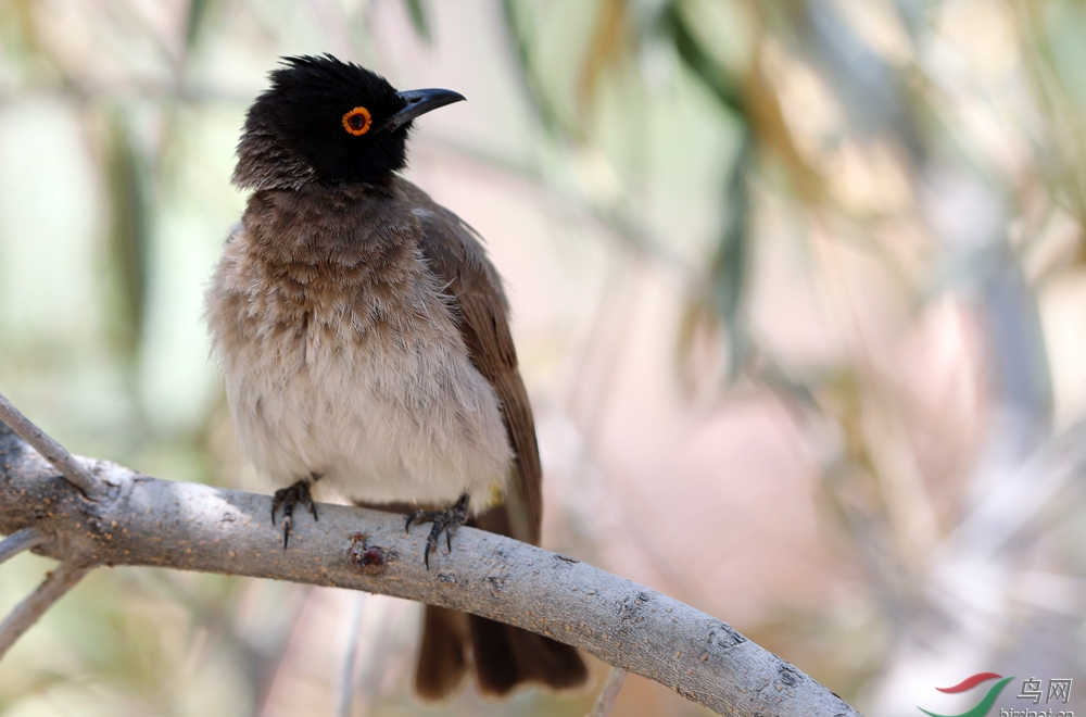 african red-eyed bulbul