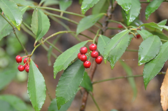  p>梯脉紫金牛( a target="_blank" href="/item/学名/8074290" data