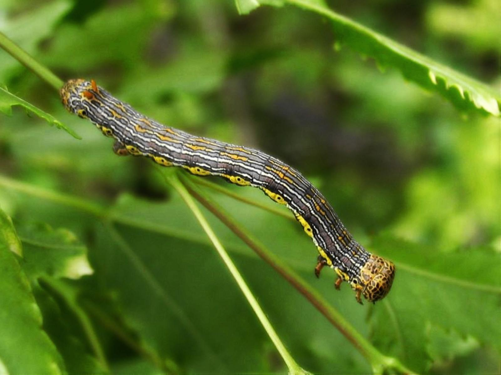 芽叶重要害虫之一, a target="_blank" href="/item/鳞翅目/1534992"