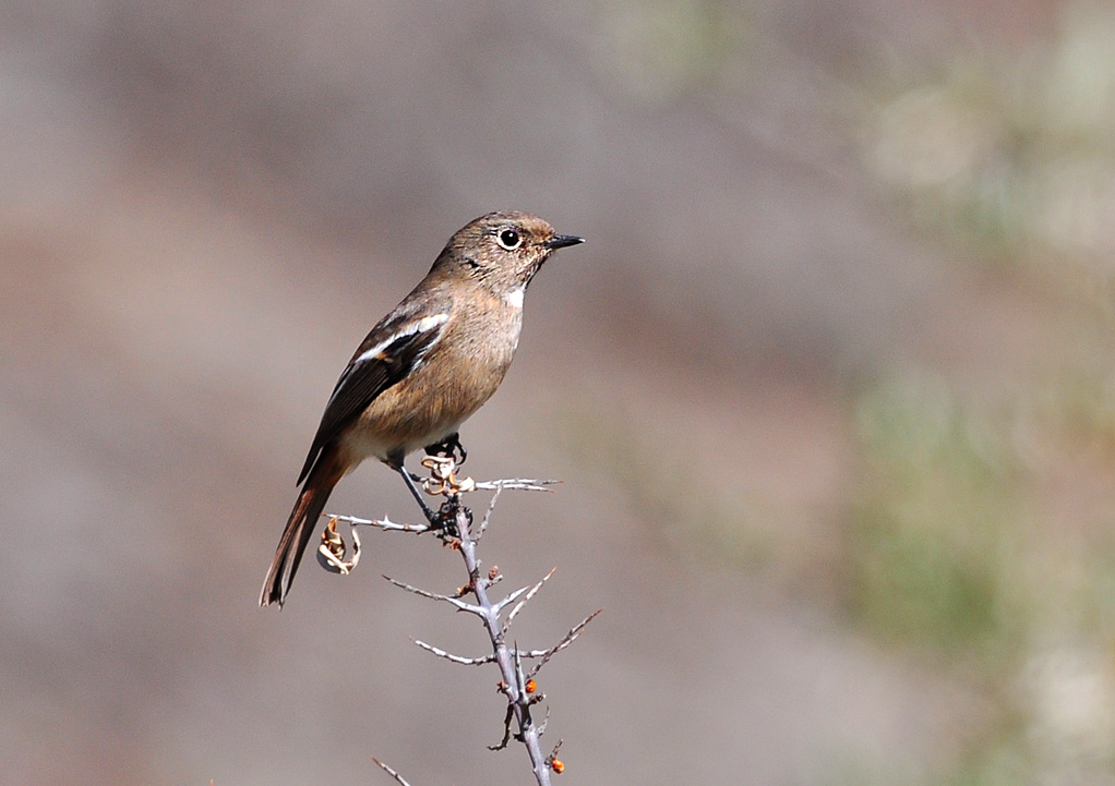 phoenicurus schisticeps