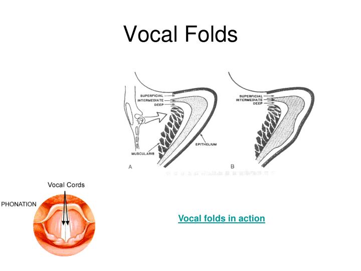 vocal cords