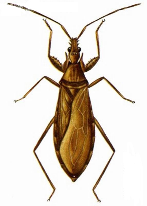  p>舟猎蝽 ,拉丁学名: staccia diluta (stal),昆虫, 猎蝽科, 取食