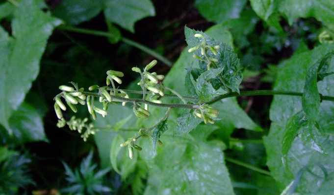  p> b>黄山蟹甲草 /b>(学名: i>parasenecio hwangshanicus /i>)为