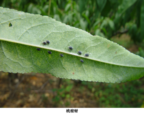 tuberocephalus mononis