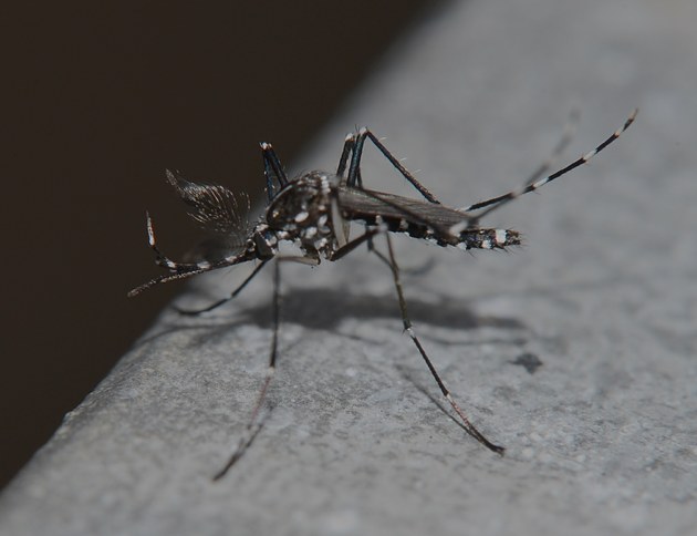  p>白纹伊蚊,也被称为 a href="#" data-lemmaid="10681600">亚洲虎蚊