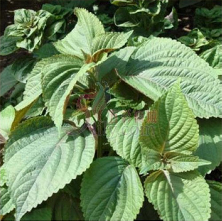  p>绿苏高60～180cm,小型 a target="_blank"