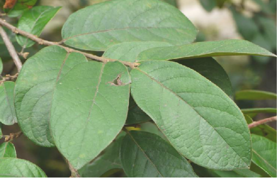  p>方叶五月茶,中药名.