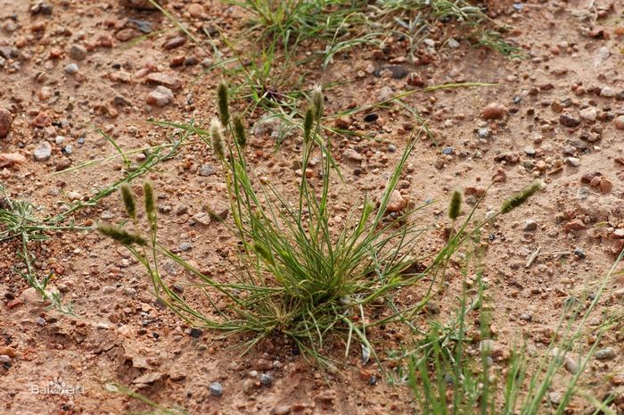  p>锋芒草(学名: b>tragus /b>&nbsp; b>mongolorum /b>&nbsp