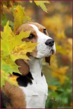  p>米格鲁猎兔犬又称为"比格犬",是世界名犬犬种之一,在分类上属于