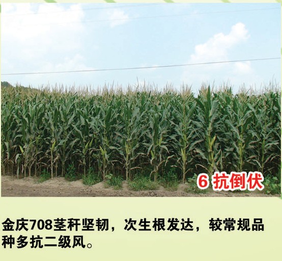 708是吉林省金庆种业选育的 a target="_blank" href="/item/玉米
