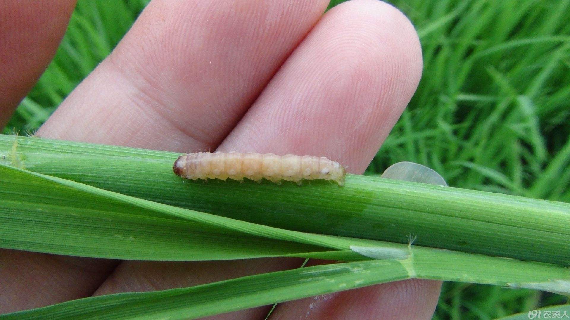 玉米钻心虫