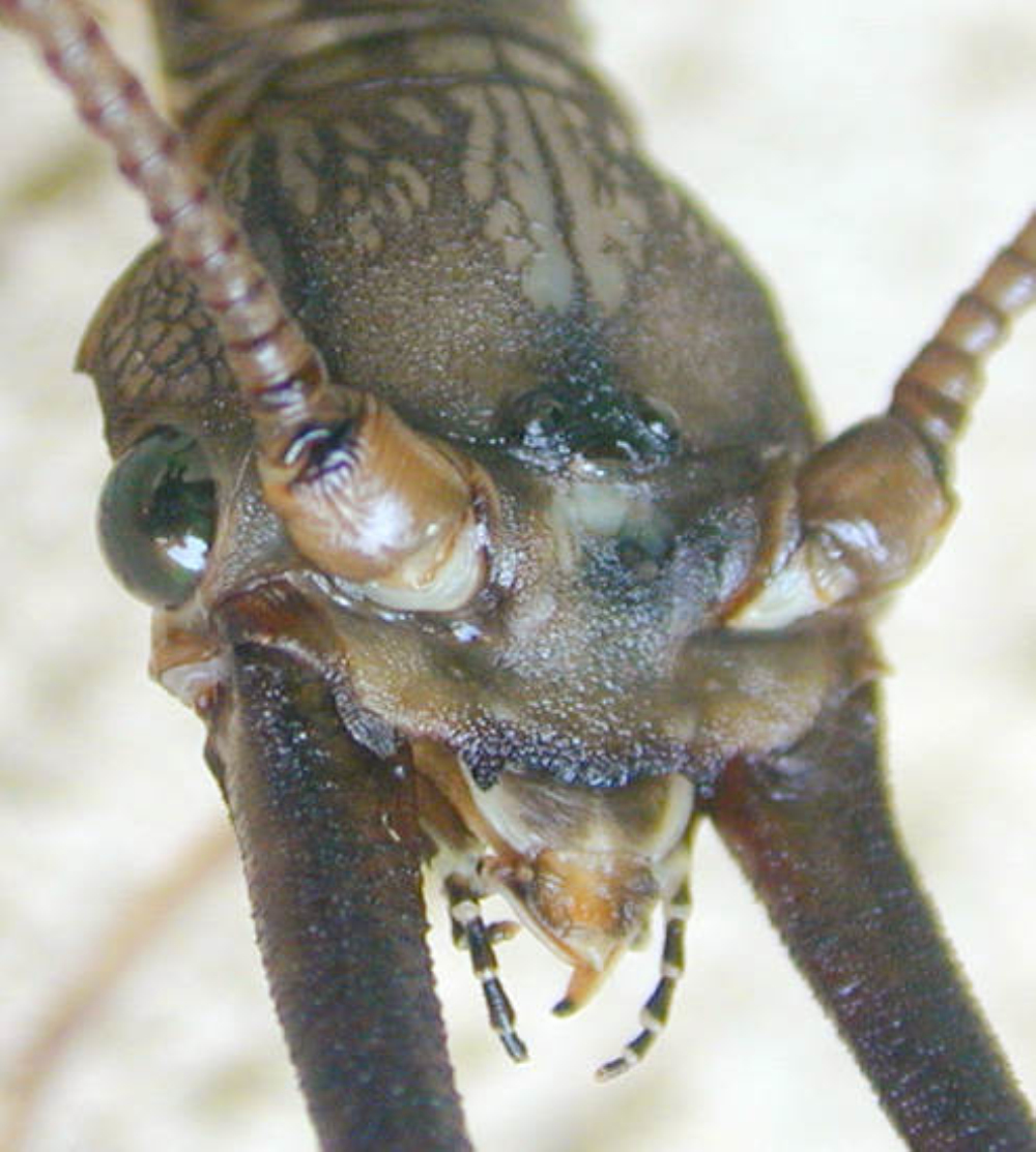  p>通称为 a href="#" data-lemmaid="273173">齿蛉 /a>或 a href="#"