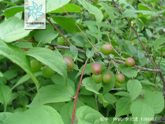  p data-id="gnbugx4bov">郁李,别名爵梅,秧李,拉丁文名:cerasus