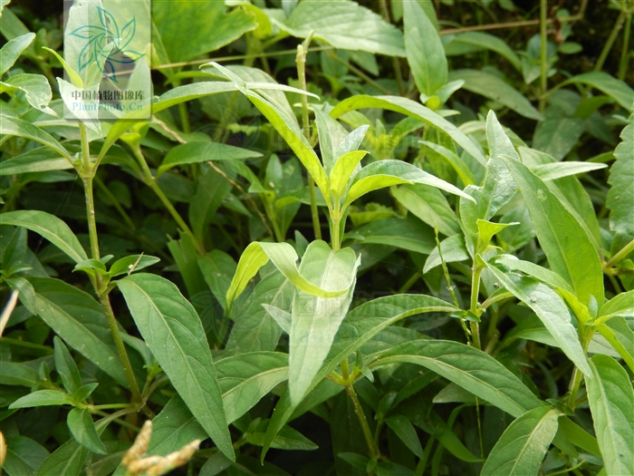 nees的全草.分布于台湾,广东,海南,广西,云南等地.