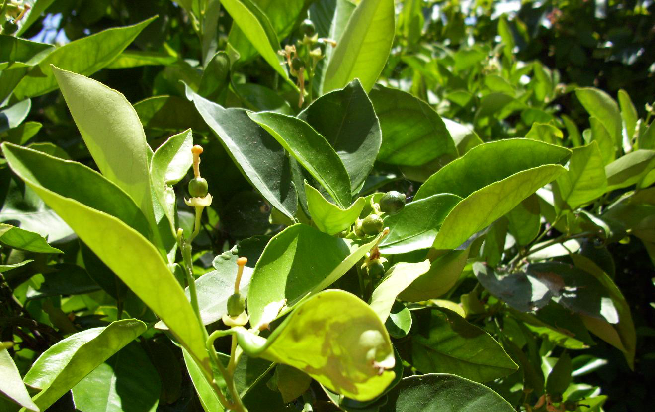  p>东北杏(学名:prunus mandshurica (maxim.) koehne.