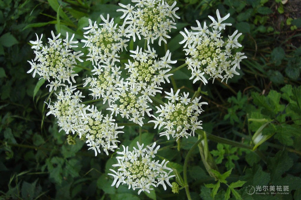 白芷的作用与功效