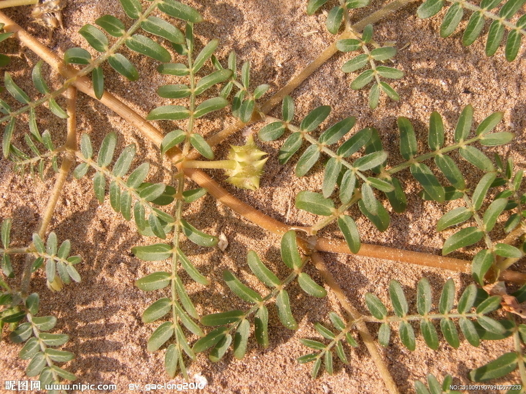 蒺藜科 /a> a target="_blank" href="/item/一年生草本植物/2687195"