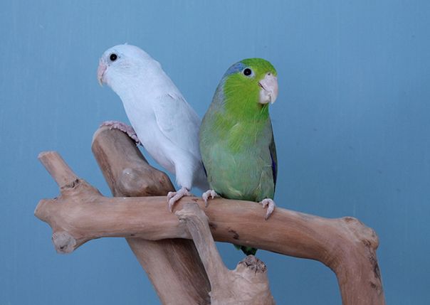 pacific parrotlet