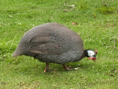  p>白珠鸡全身羽毛纯白色,皮肤颜色较盔顶珠鸡浅全身羽毛纯白色,皮肤