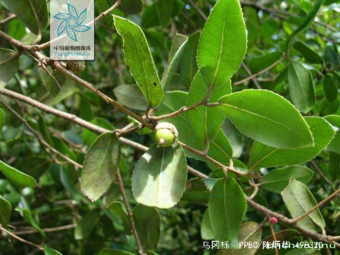  p>乌冈栎(学名: i>quercus phillyraeoides /i> a.