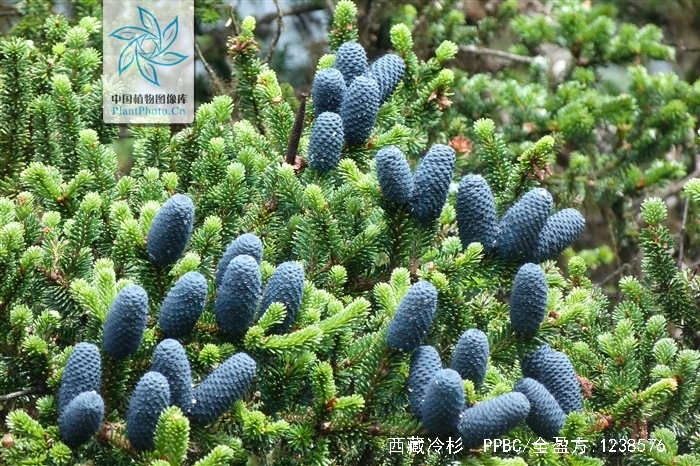  p>西藏冷杉(学名: i>abies spectabilis /i>(d.