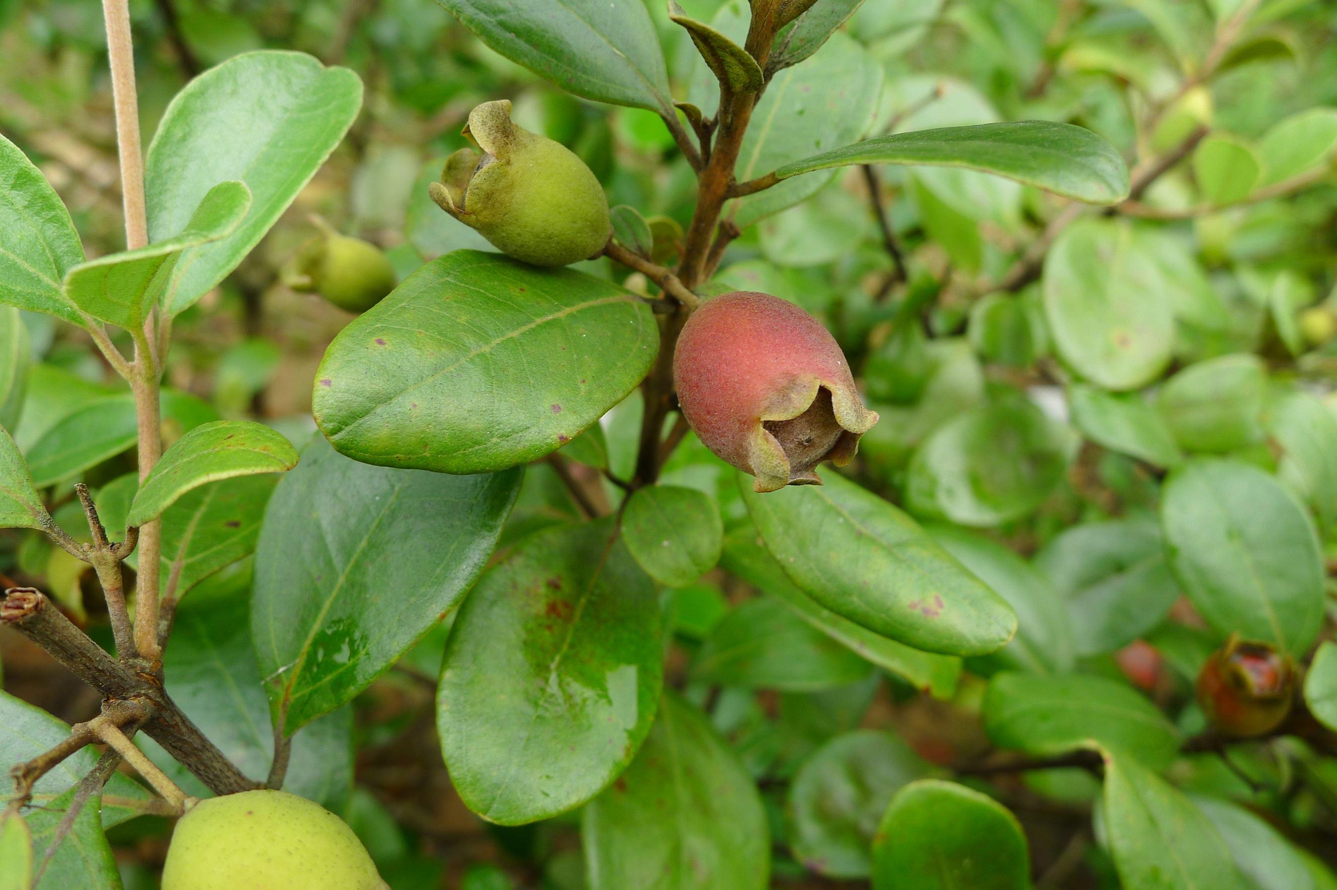 (拉丁学名: i>rhodomyrtus tomentosa /i>)是桃金娘科,桃金娘属灌木