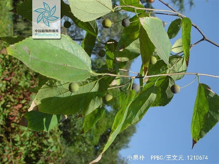 是 a target="_blank" href="/item/双子叶植