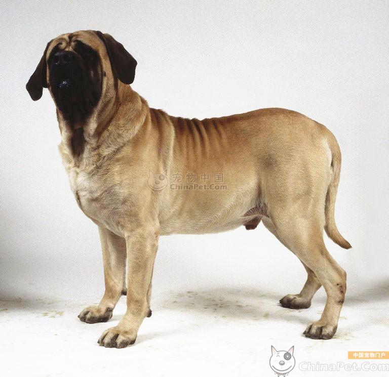 data-lemmaid="10037713">牛獒 /a>原产于英国,属于中型 a target="