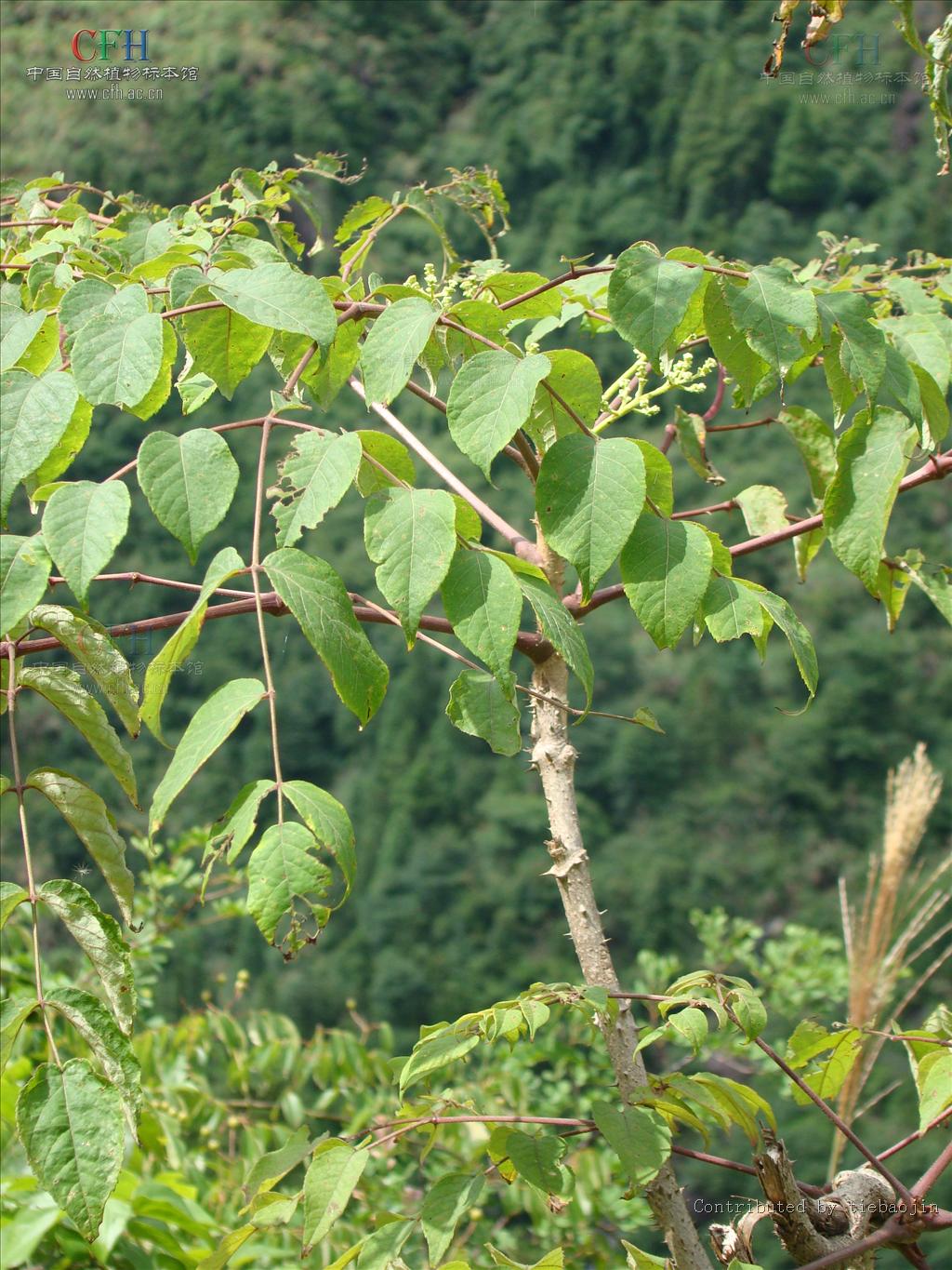  p>黄毛楤木(学名: aralia decaisneana hance)