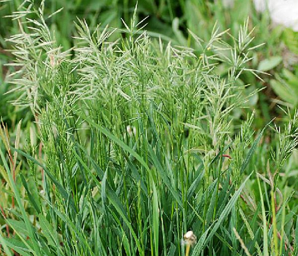 是禾本科,雀麦属多年生 a href="#" data-lemmaid="541696">草本 /a>