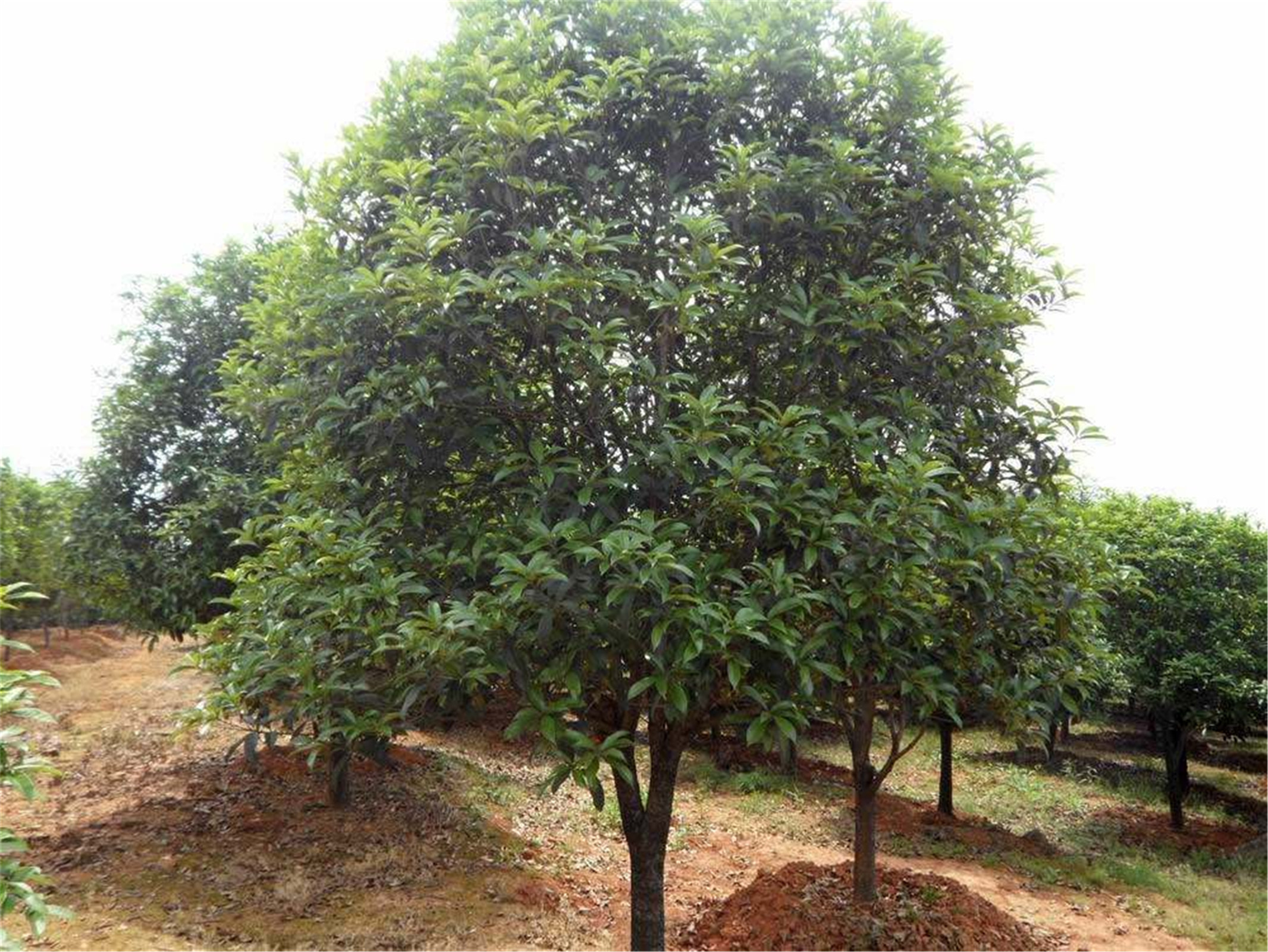  p> b>红果冬青 /b>(llex .