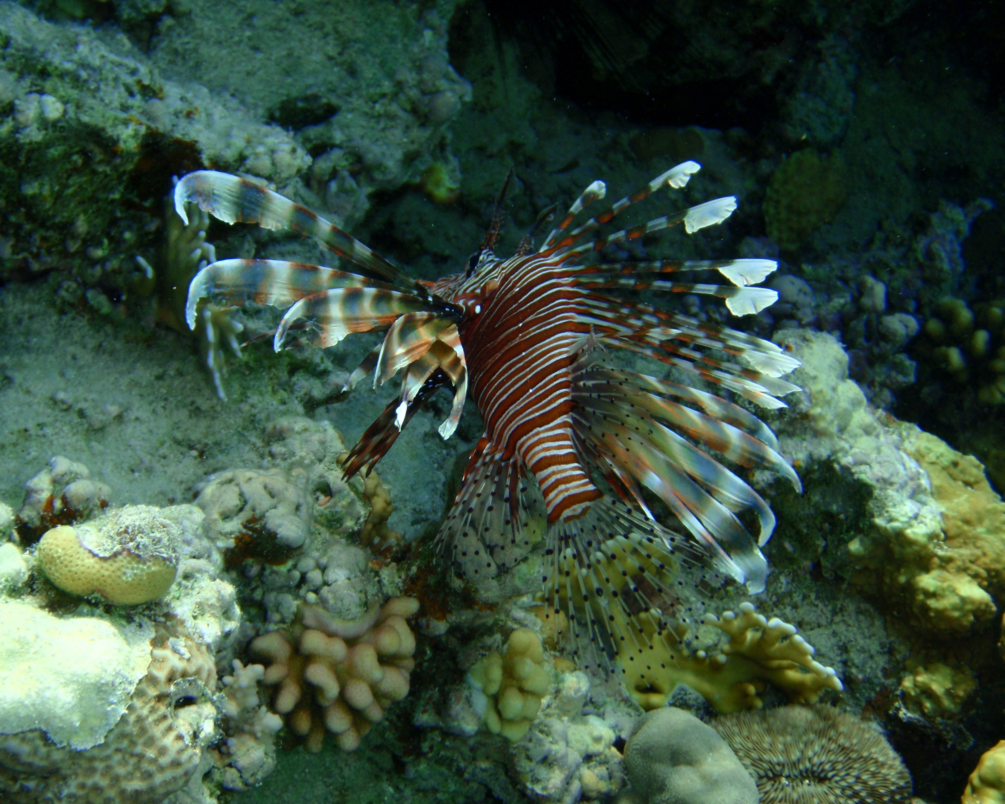  p>蓑鲉(学名: i>pterois volitans /i>)是鲉科,蓑鲉属硬骨鱼.