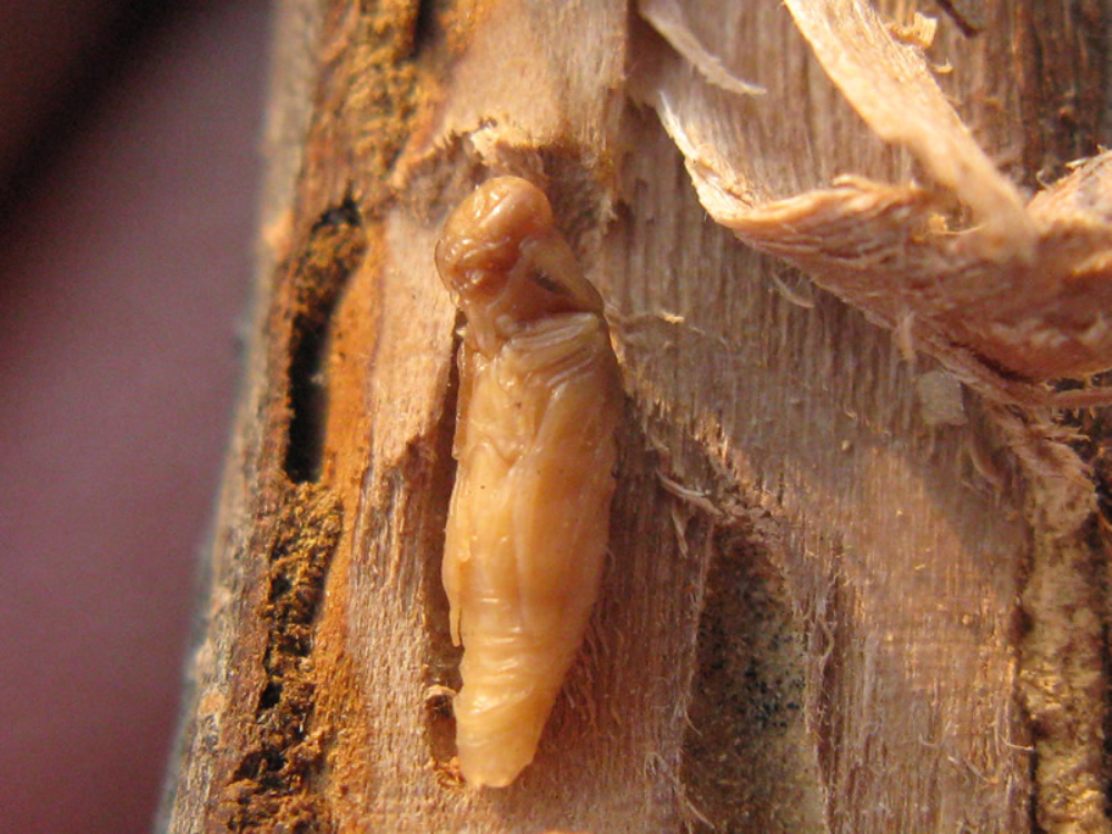 幼虫:体长15-22毫米,体扁平. /p>