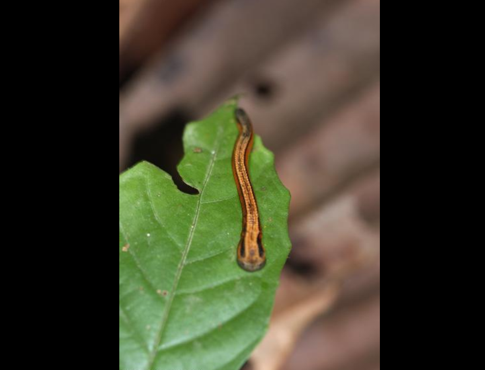  p>山蛭俗称旱 a target="_blank" href="/item/蚂蟥">蚂蟥 /a>,,蛭纲