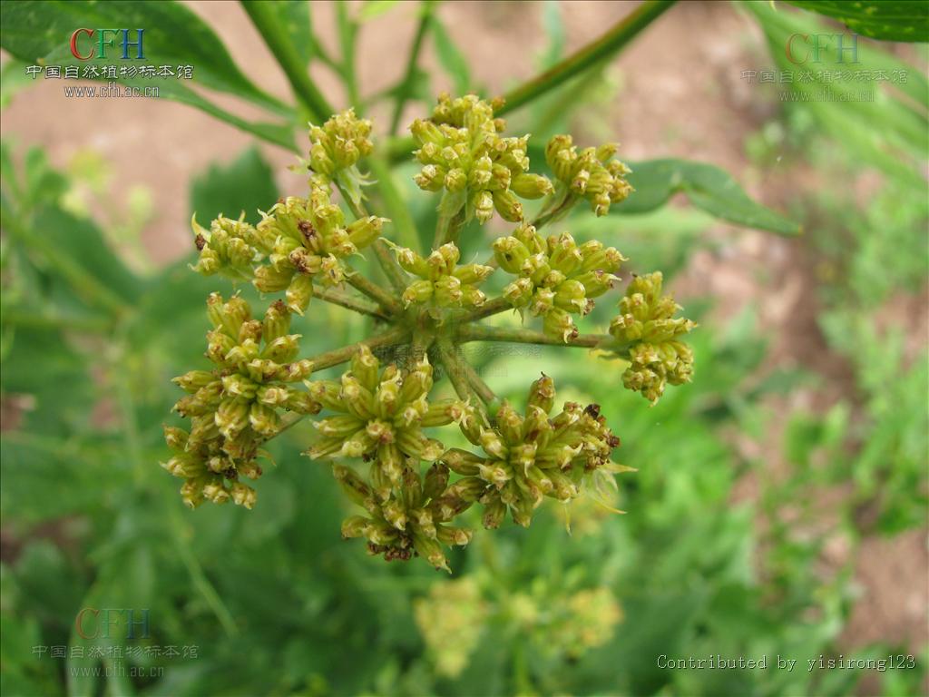  p>羌活属(学名:notopterygium)是伞形科下的一个属,为多年生草本植物