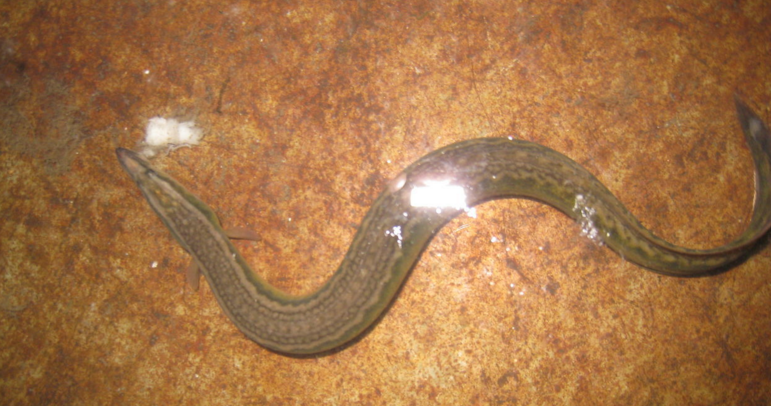 gymnothorax  neglectus