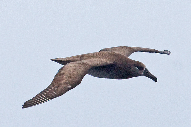  p>黑脚信天翁(学名: i>phoebastria nigripes /i>)为鹱形目 a target