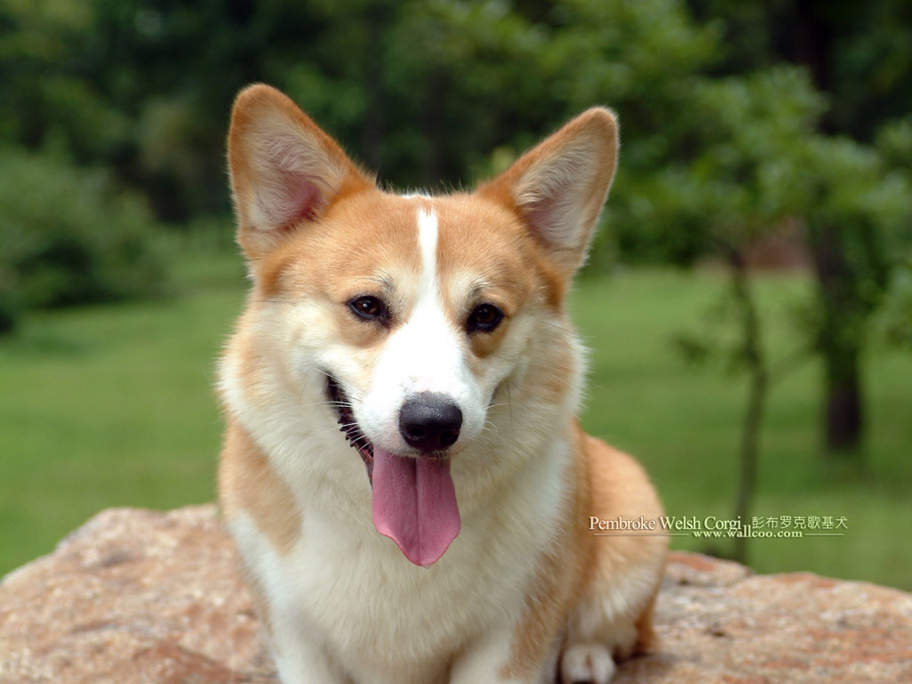 卡迪根威尔士柯基犬