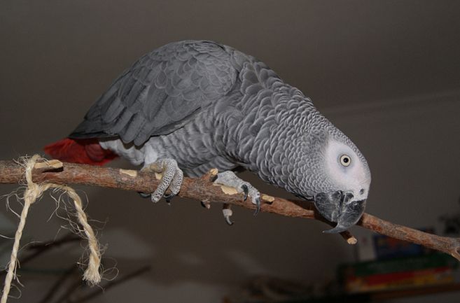  p>非洲灰鹦鹉(学名: i>psittacus erithacus /i>)属于大型鹦鹉,是