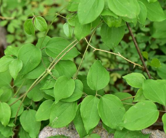  p>转子莲(拉丁学名: i>clematis patens /i> morr. et decne.