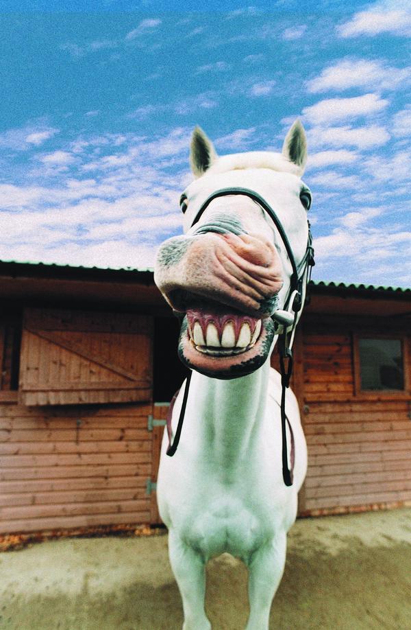  p>马科动物马的牙齿,马齿有治 a target="_blank" href="/item/惊痫