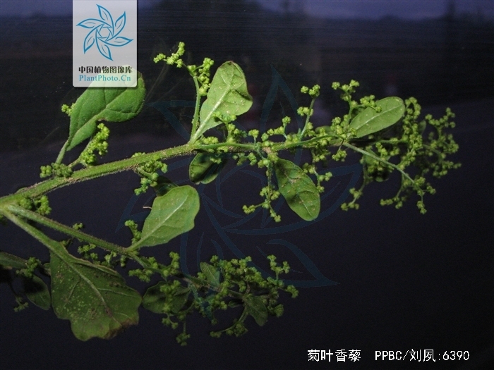  p>菊叶香藜是藜属一年生 a href="#" data-lemmaid="541696">草本 /a