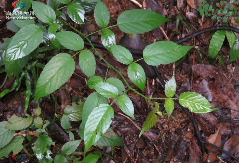  p>白花悬钩子(拉丁学名: b>rubus /b>  b>leucanthus /b> hance)是